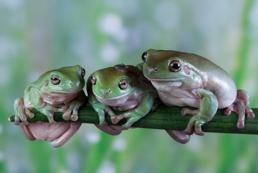 Proposing the Amphibian Hypothesis: A New Look at the Nazca J-Type Mummy